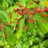 Linden viburnum (Viburnum dilatatum)-i