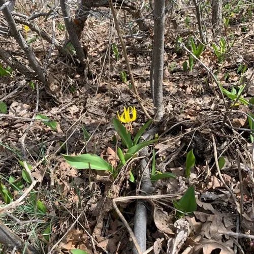 Avalanche-lily (Erythronium grandiflorum)-i