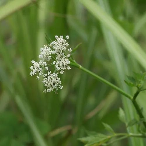 セリ（芹） (Oenanthe javanica)-i