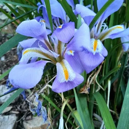 カンザキアヤメ（寒咲菖蒲） (Iris unguicularis)-i