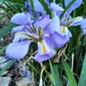 カンザキアヤメ（寒咲菖蒲） (Iris unguicularis)-i