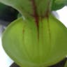キバナヘイシソウ（黄花瓶子草） (Sarracenia flava)-i