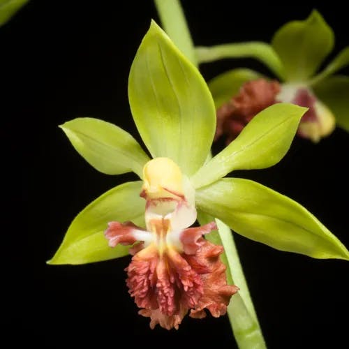 サルメンエビネ（猿面海老根） (Calanthe tricarinata)-i