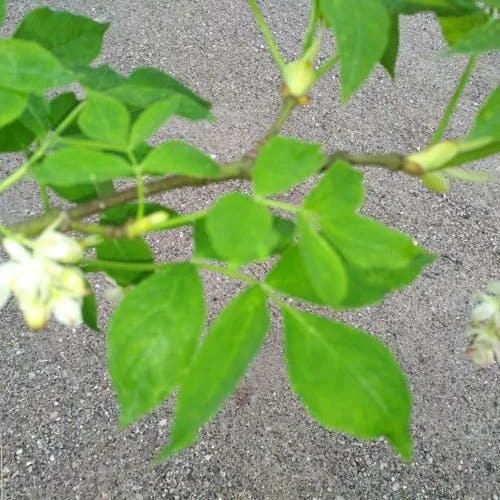 Bladdernut (Staphylea pinnata)-i