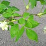 Bladdernut (Staphylea pinnata)-i