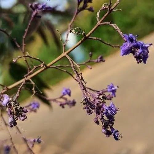 Chinese chastetree (Vitex negundo)-i