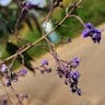 Chinese chastetree (Vitex negundo)-i