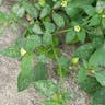 Wild gooseberry (Physalis minima)-i