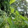 マルバウマノスズクサ（丸葉馬の鈴草） (Aristolochia contorta)-i