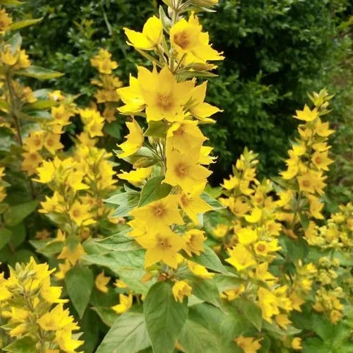 Large loosestrife (Lysimachia punctata)-i