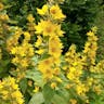 Large loosestrife (Lysimachia punctata)-i