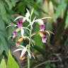 カクチョウラン（鶴頂蘭） (Phaius tankervilleae)-i