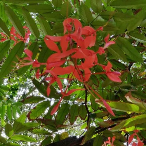 ヨウラクボク（瓔珞木） (Amherstia nobilis)-i