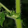 Yellow thistle (Cirsium erisithales)-i