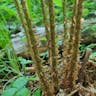 Male fern (Dryopteris filix-mas)-i