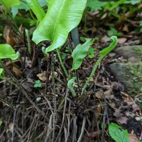 コタニワタリ（小谷渡） (Asplenium scolopendrium)-i