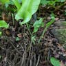 コタニワタリ（小谷渡） (Asplenium scolopendrium)-i