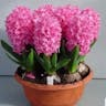 ヒヤシンス（風信子） (Hyacinthus orientalis)-i