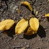 アカシデ（赤四手） (Carpinus laxiflora)-i