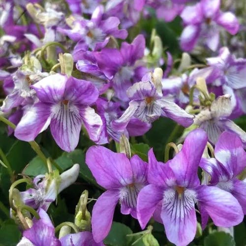 Early-blue violet (Viola adunca)-i