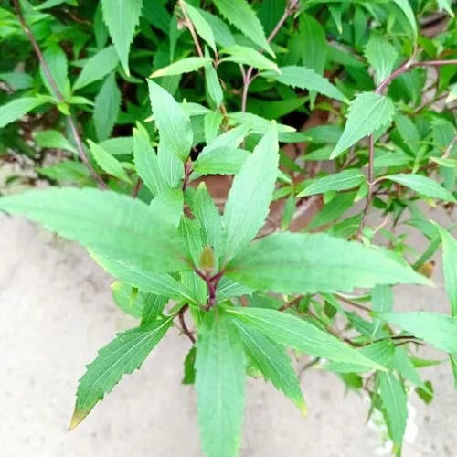 マルバフジバカマ（丸葉藤袴） (Ageratina altissima)-i