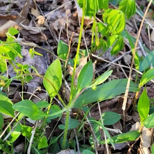 Lobed tickseed (Coreopsis auriculata)-i