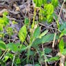 Lobed tickseed (Coreopsis auriculata)-i