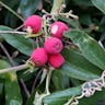 Magenta lilly-pilly (Syzygium paniculatum)-i