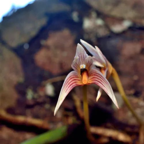 クスクスラン (Bulbophyllum affine)-i