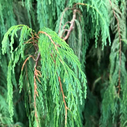 Kashmir cypress (Cupressus cashmeriana)-i