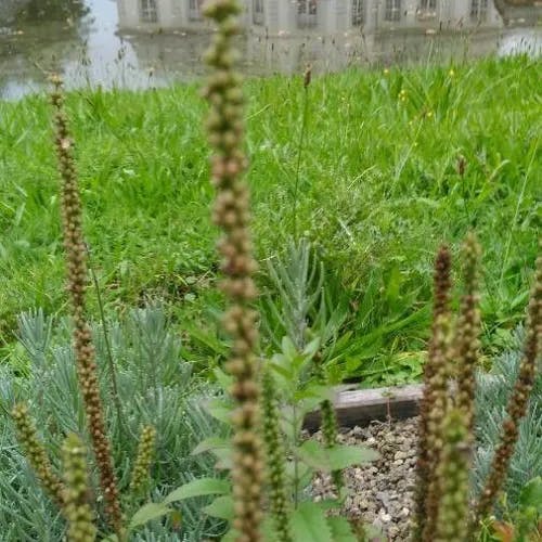 セイヨウトラノオ（西洋虎の尾） (Veronica longifolia)-i