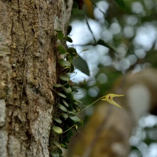 マメヅタラン（豆蔦蘭） (Bulbophyllum drymoglossum)-i