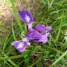 Marin iris (Iris douglasiana)-i