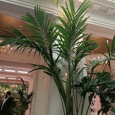 Cascade palm