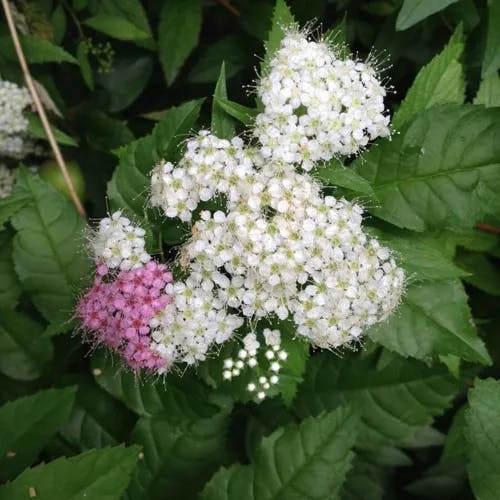 Japanese spiraea (Spiraea japonica)-i