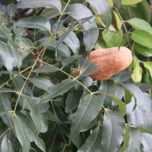 Honduran mahogany (Swietenia macrophylla)-i