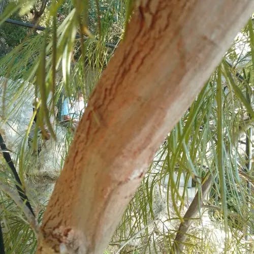 Narrow-leaf bower wattle (Acacia cognata)-i