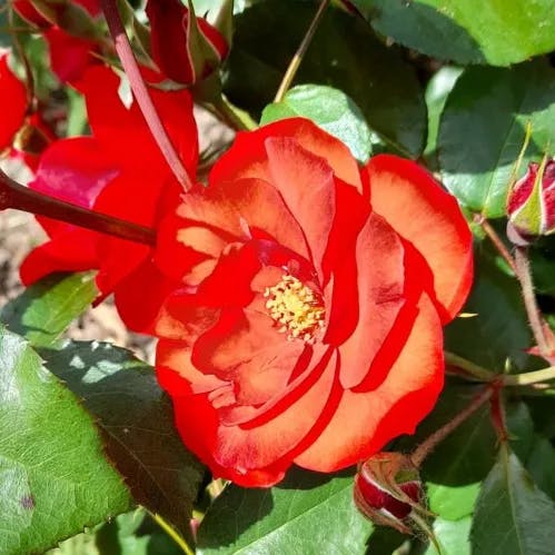 Cinnamon rose (Rosa majalis)-i