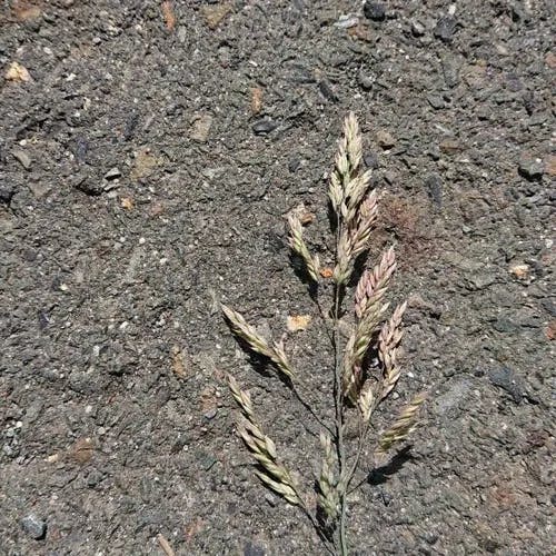 ナガハグサ（長葉草） (Poa pratensis)-i