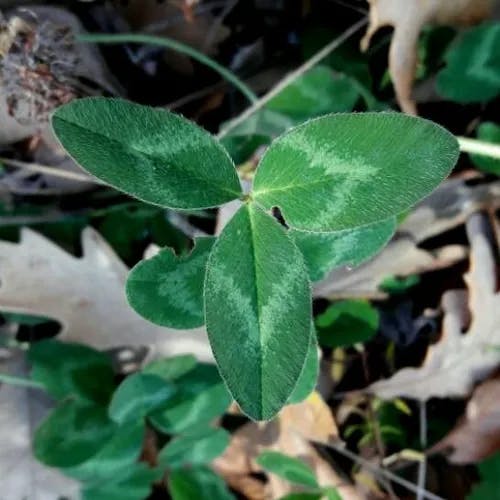 Cowgrass clover (Trifolium pratense)-i