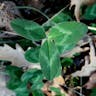 Cowgrass clover (Trifolium pratense)-i
