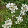 Pennsylvania blackberry (Rubus pensilvanicus)-i