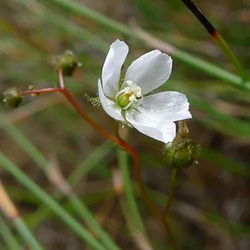イシモチソウ（石持草） (Drosera peltata)-i