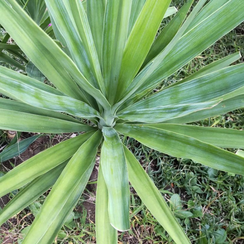 アツバキミガヨラン（厚葉君が代蘭） (Yucca gloriosa)-i