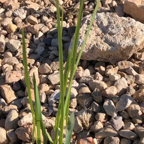 Toughleaf iris (Iris tenax)-i