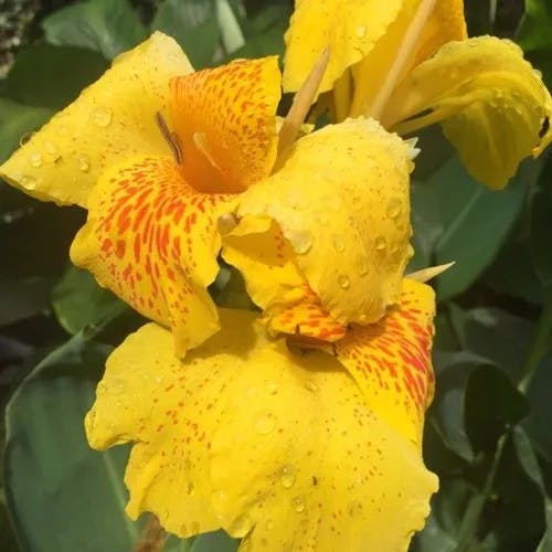 ダンドク（檀特） (Canna indica)-i