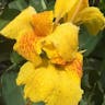 ダンドク（檀特） (Canna indica)-i