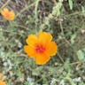 Arizona poppy (Kallstroemia grandiflora)-i