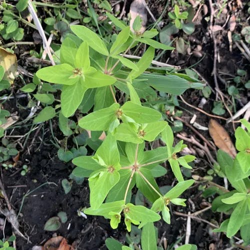 ナツトウダイ（夏燈台） (Euphorbia sieboldiana)-i