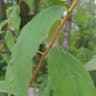 Steeplebush (Spiraea douglasii)-i